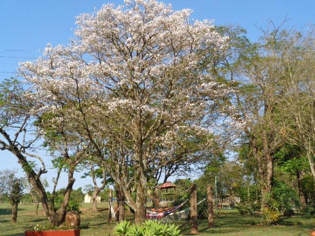 Pousada Fazenda Buracao Mococa Extérieur photo